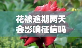花被逾期两天会影响征信吗？这些后果你必须知道