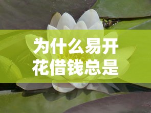 为什么易开花借钱总是秒拒？这5大真相你可能没料到