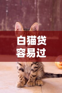 白猫贷容易过吗？靠谱吗？真实申请避坑指南，这些细节要注意！