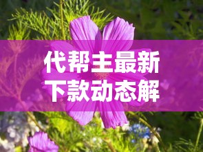 代帮主最新下款动态解析！申请后多久能到账？这份攻略帮你提前预判