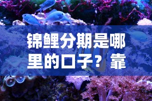 锦鲤分期是哪里的口子？靠谱吗？详细解析平台背景与使用攻略