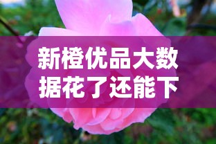 新橙优品大数据花了还能下款吗？真实评测+避坑指南！