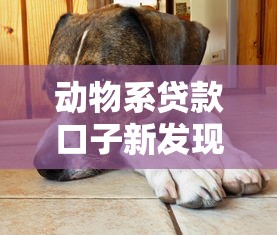 动物系贷款口子新发现！这些平台靠谱吗？最新评测+避坑指南